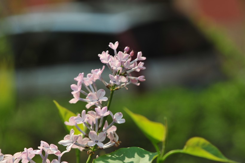 淡紫色丁香花圖片