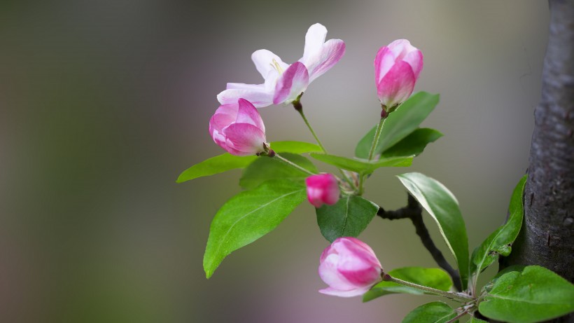 粉嫩淡雅的海棠花圖片