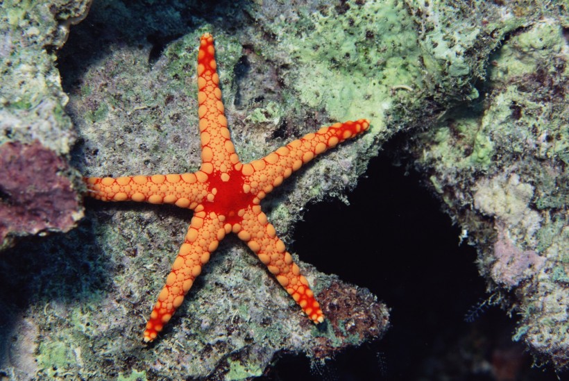 海洋鱼类生物特写图片