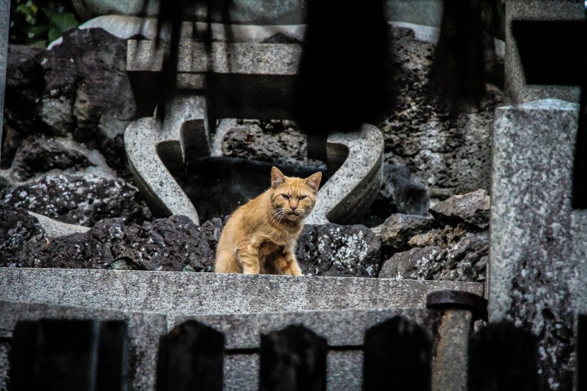 生气发怒的猫咪图片