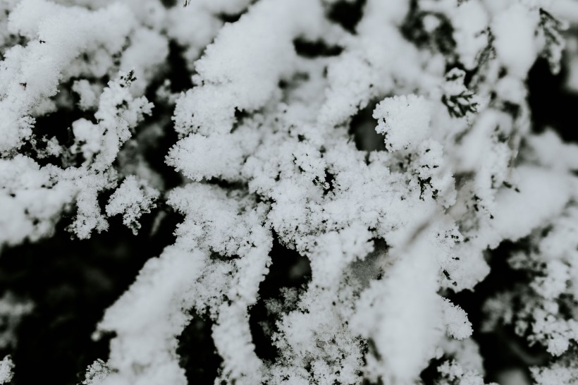 雪樹的特寫圖片