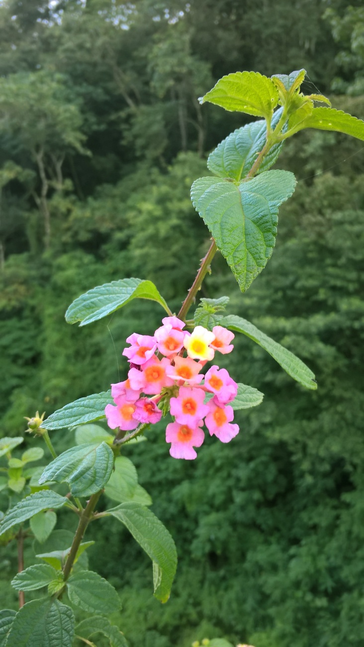 颜色鲜艳的马缨丹鲜花图片