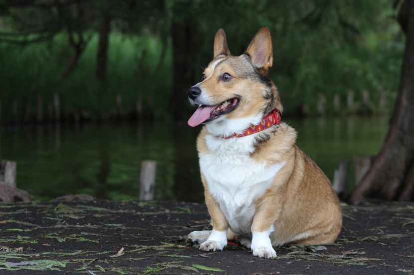 灵活聪明的威尔士柯基犬图片