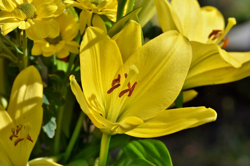 优雅芳香的百合花图片