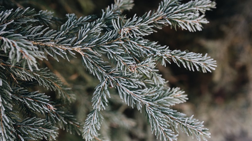 冰雪覆盖的植物图片