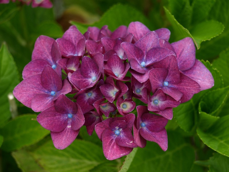 花团锦簇的八仙花图片