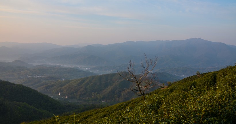 清晨茶園薄霧風(fēng)景圖片