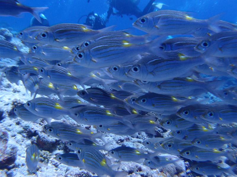 海底數(shù)量龐大的魚群圖片