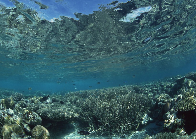 海底生物图片