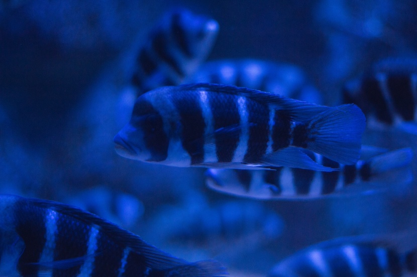 漂亮的水族馆海洋生物图片