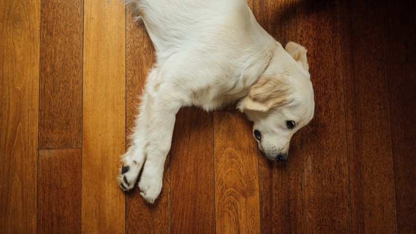 活潑忠誠(chéng)的拉布拉多獵犬圖片