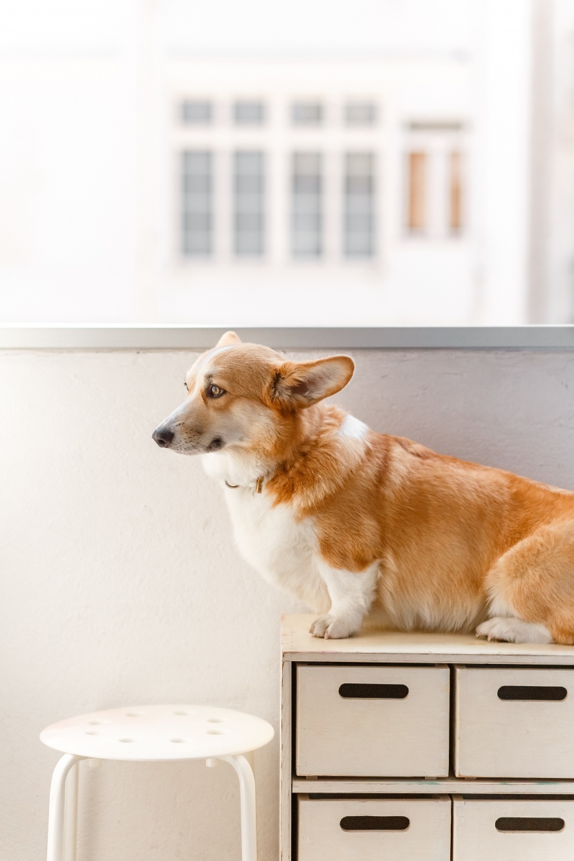 灵活聪明的威尔士柯基犬图片