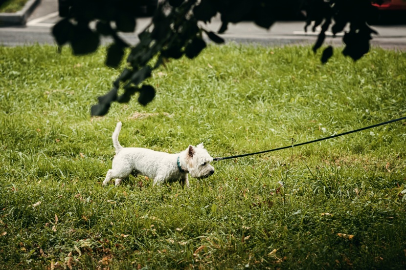 嬌小活潑的約克夏梗犬圖片