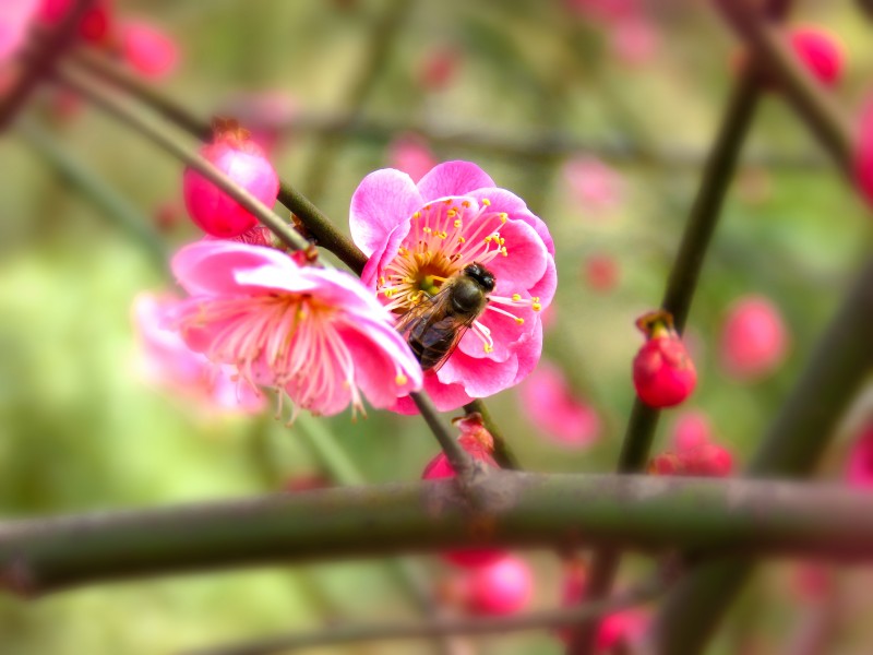 春季唯美桃花图片