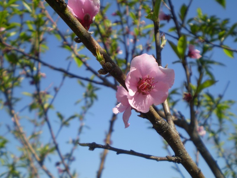 粉色的桃花圖片