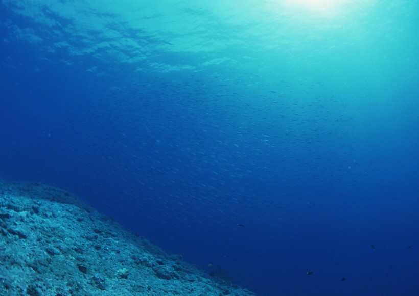 海底生物图片