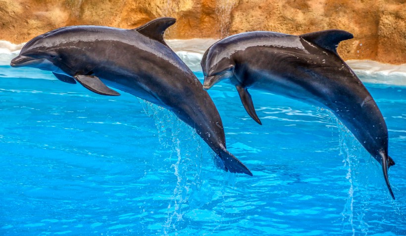 水族館里的海豚圖片