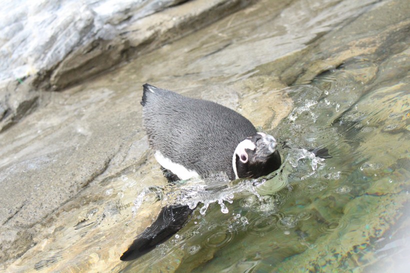 水族馆里可爱的企鹅图片