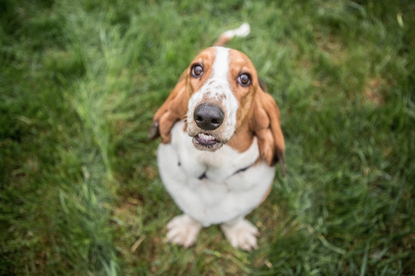 诙谐气质的巴吉度犬图片