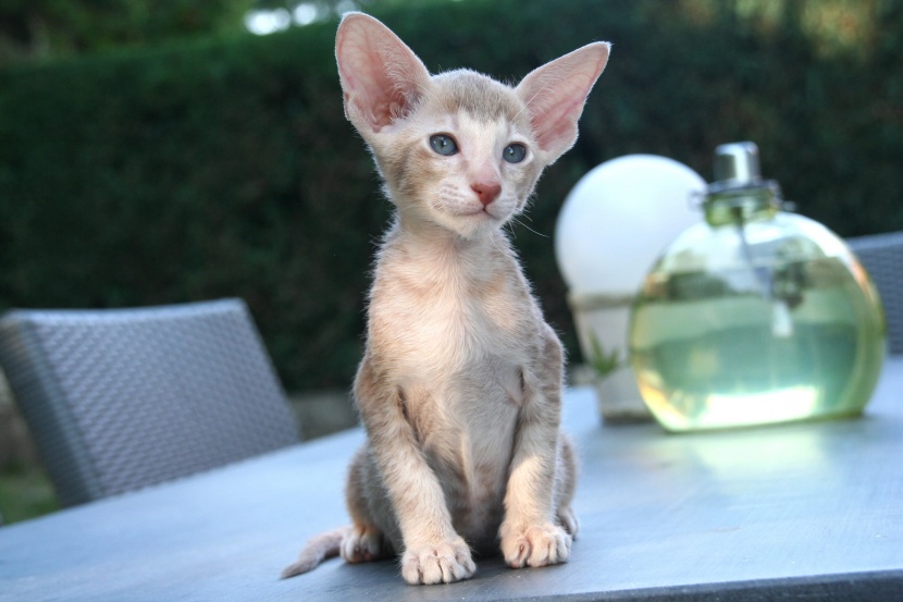 活泼好动的东方短毛猫图片