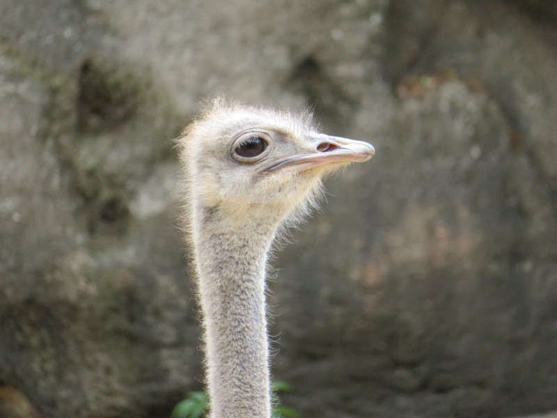 世界上最大的鳥類鴕鳥圖片