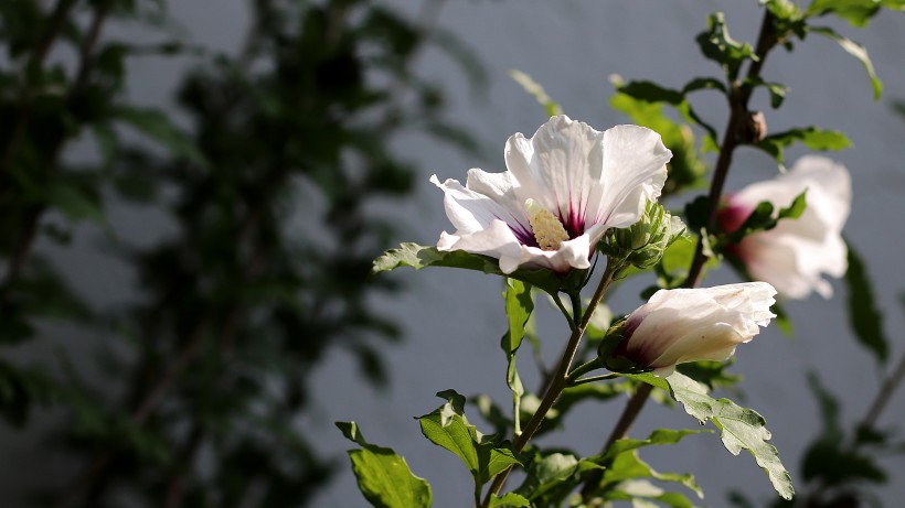 纤细纯洁的芙蓉花图片