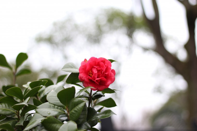 紅露珍山茶花圖片