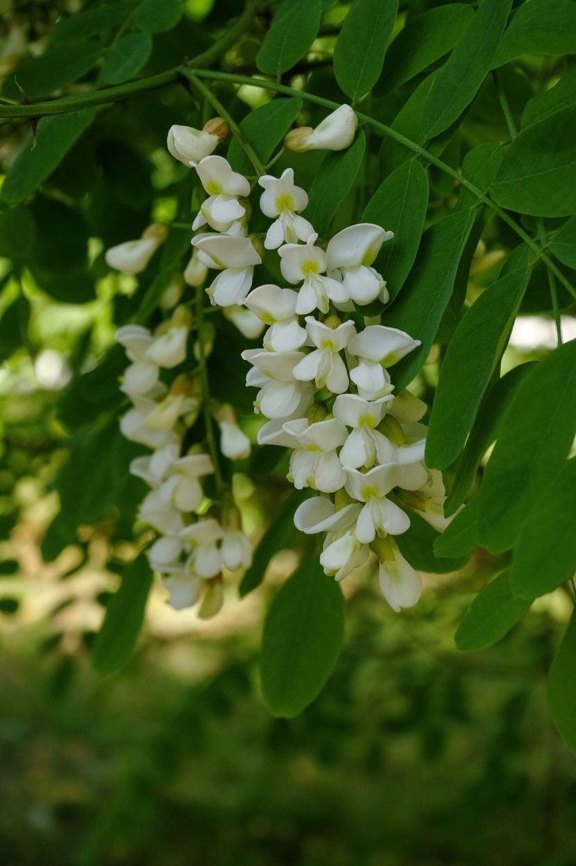 串串洁白的槐花图片