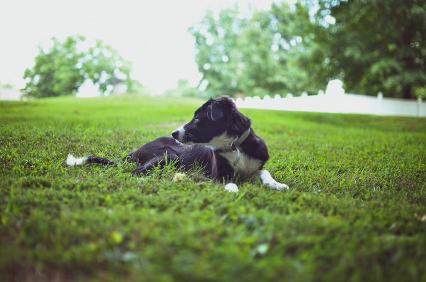 聰明敏銳的邊境牧羊犬圖片