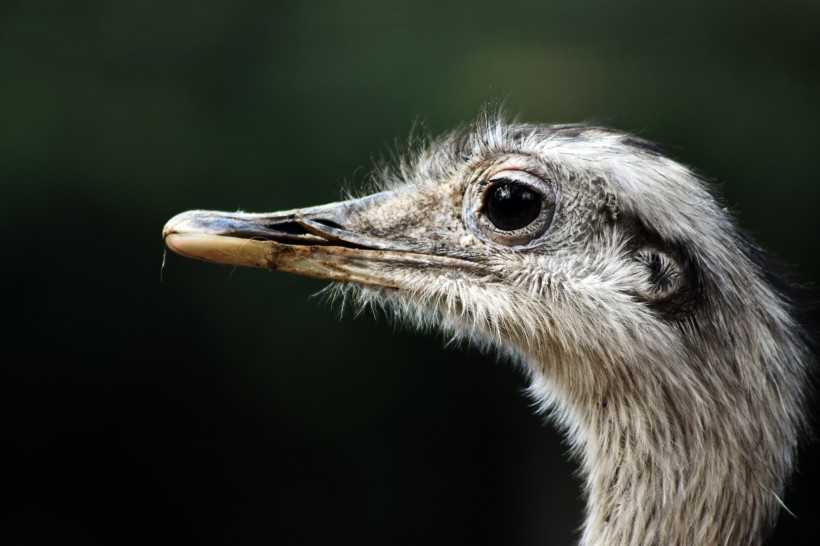 世界最大的鳥類鴕鳥圖片