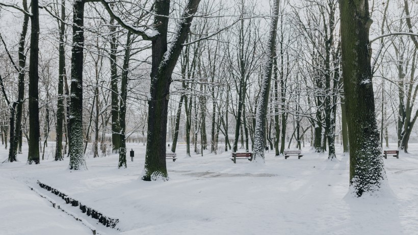 公园里的雪景图片