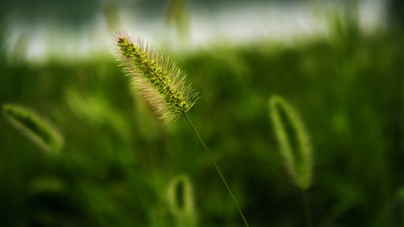 生命力顽强的狗尾草图片