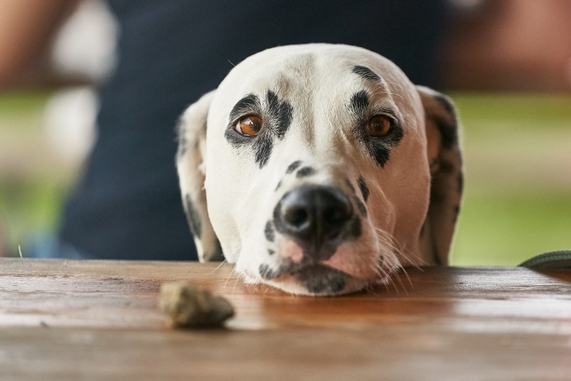 聰明伶俐的大麥町犬圖片