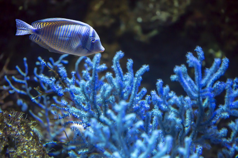 水族馆里的水生动植物图片