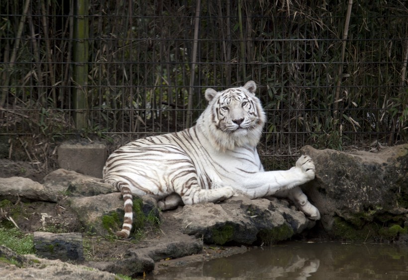 動(dòng)物園里的孟加拉白虎圖片