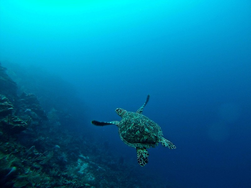 海里的海龟图片