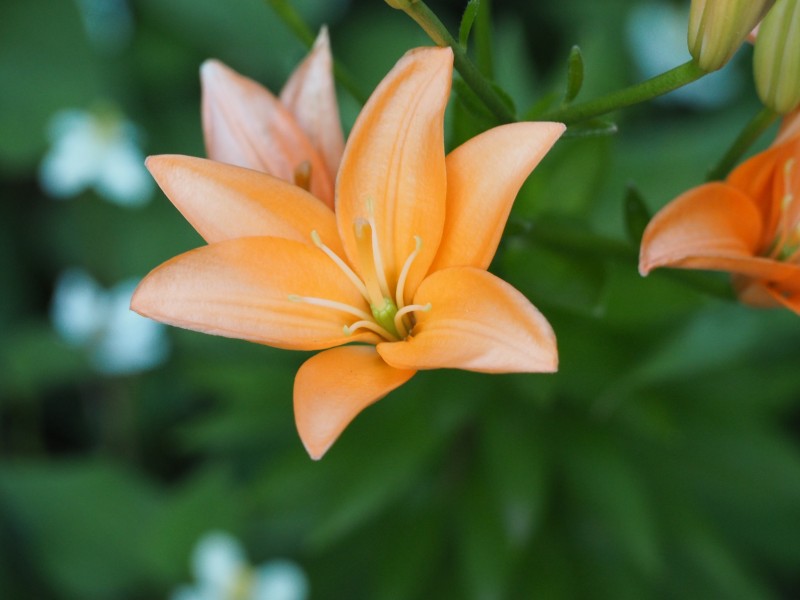 清新淡雅的百合花图片