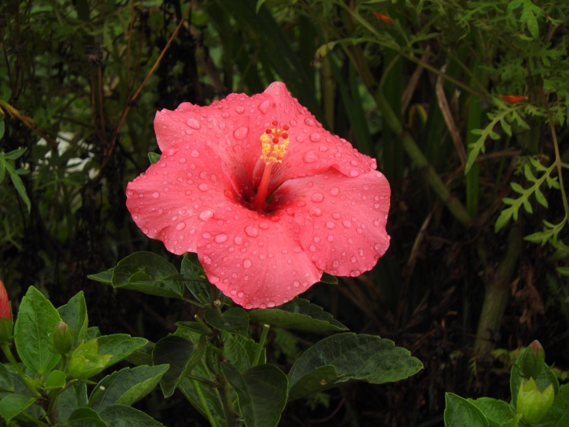 雨后的鲜花图片