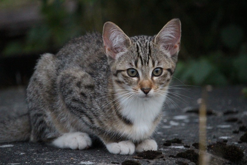 乖巧可爱的狸花猫图片