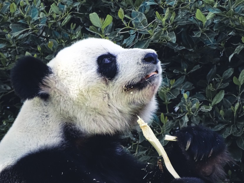 动物园里的国宝大熊猫图片