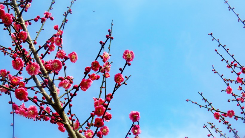 春季唯美桃花图片