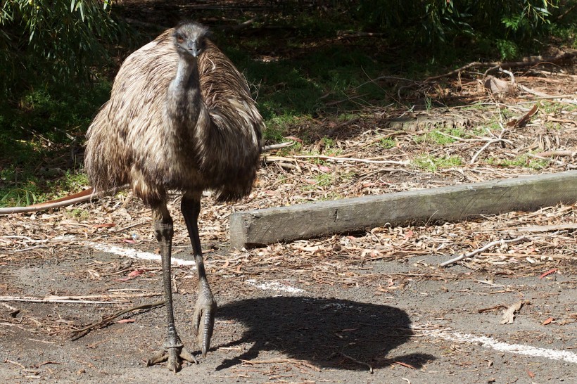 野生鴕鳥高清圖片