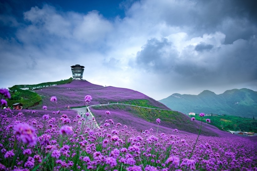 颜色艳丽的柳叶马鞭草图片