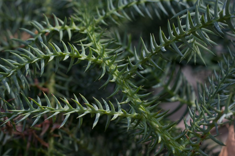 绿油油的植物叶子图片