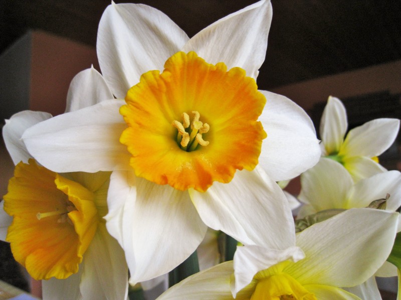 白色和黄色的水仙花图片