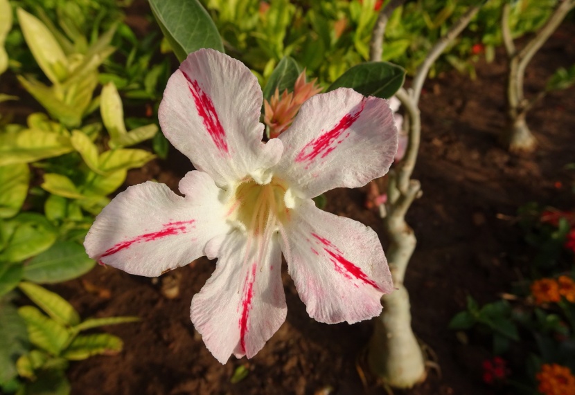 花色艳丽的天宝花图片