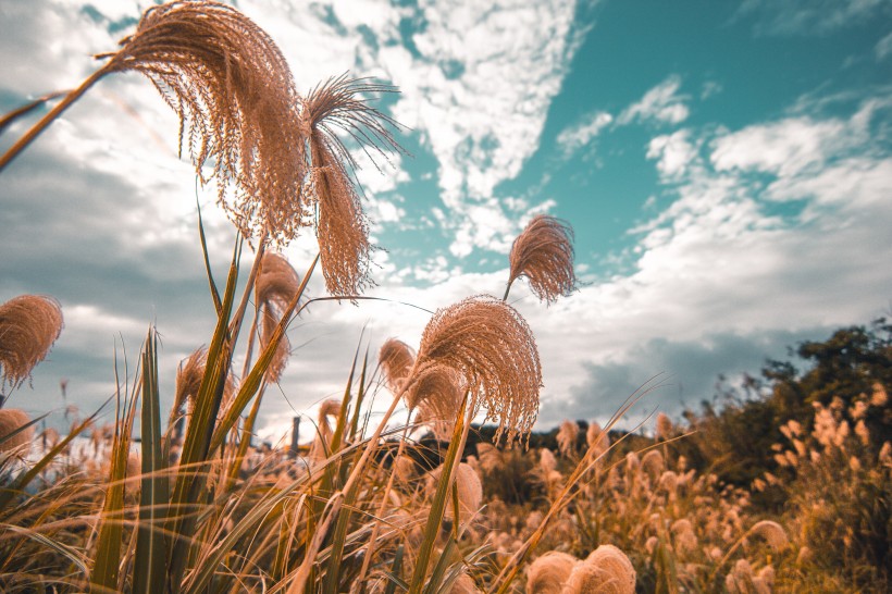 漂亮柔韧的芦苇图片