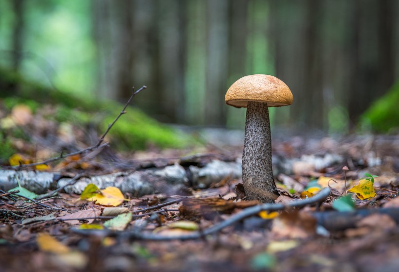 树林的蘑菇图片