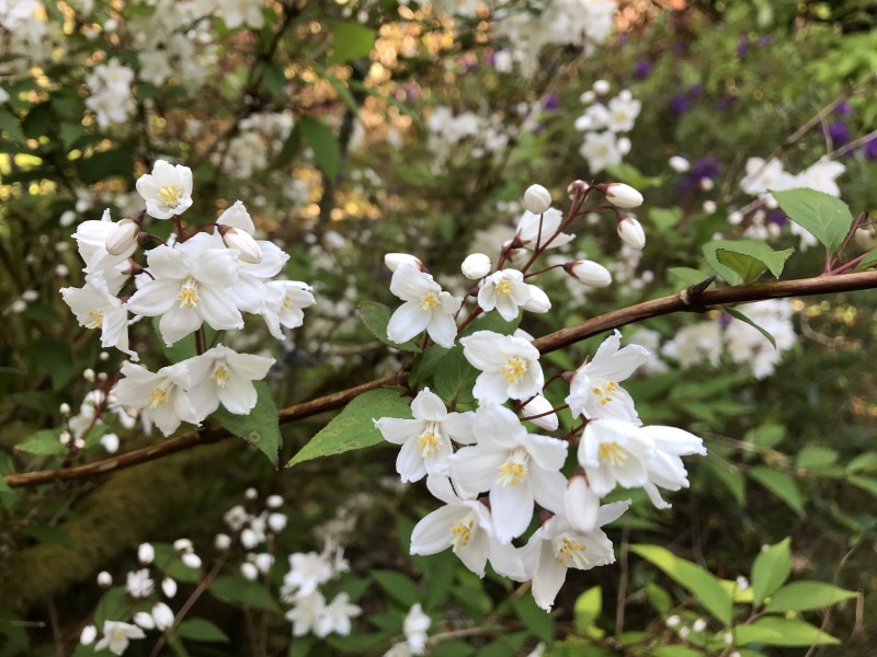 洁白无瑕的茉莉花图片