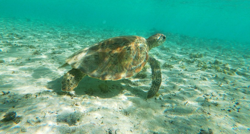 海中暢游的海龜圖片